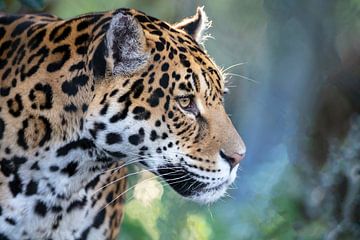 Jaguar sur Edwin Butter