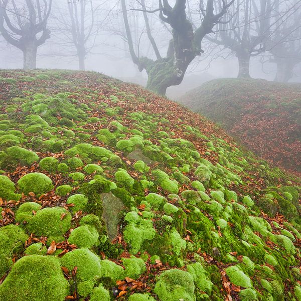 Gorbea I by Rainer Mirau