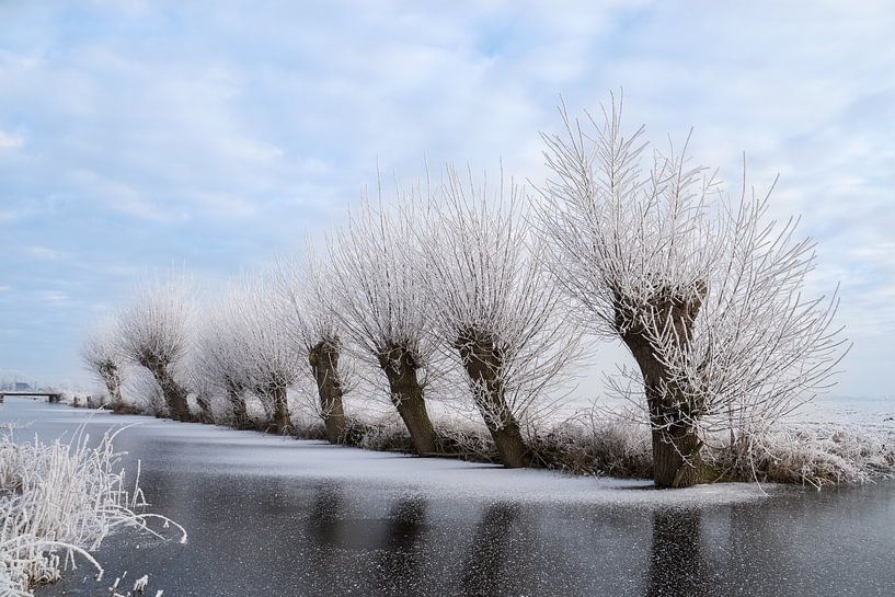 Winter Knotted Willows by Ton Valk
