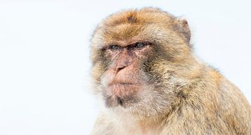 Barbary macaque alpha male by Bas Ronteltap