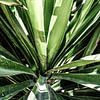 Yucca boom van MirjamCornelissen - Fotografie