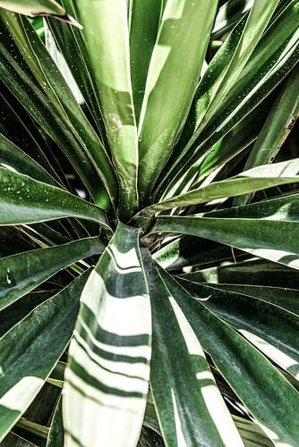 Yucca boom