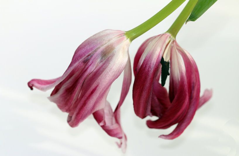 Tulpen verwelken von Roswitha Lorz