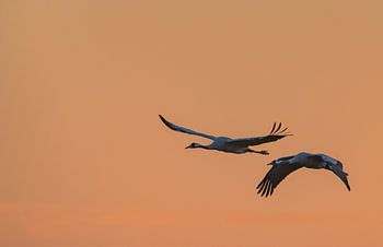 Cranes at sunset