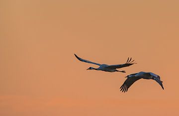 Kraanvogels bij zonsondergang van Erwin van Liempd
