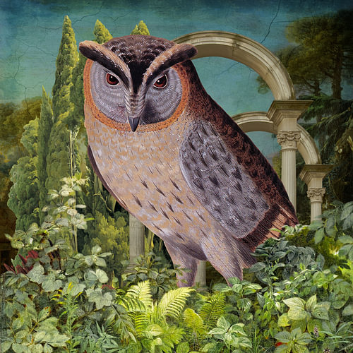 The Owl in the Magical Forest