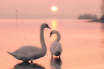 Two Swans by Jan Schuler