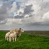 Sheep on the Waddendijk-square version by Bo Scheeringa Photography