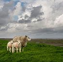 Schaapjes op de Waddendijk-vierkante versie van Bo Scheeringa Photography thumbnail