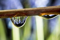 Blauwe druifjes in een druppel
