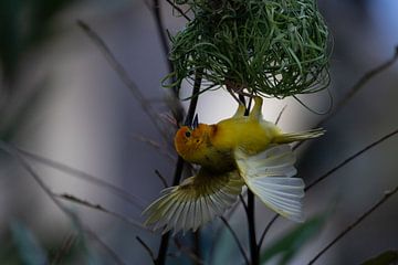 Wevervogel, Ploceidae, Widahvinken die een nest bouwen van Fotos by Jan Wehnert