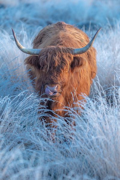 Am Morgen, wenn der Frost noch auf dem Feld liegt und die schottischen Hochländer auf dem Feld sind von Patrick Oosterman