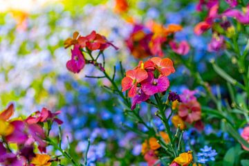 Celandine - Erysimum Constante vrolijkheid van Mixed media vector arts