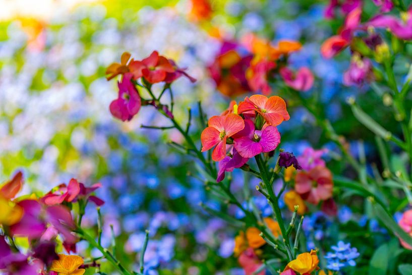 Pédoncule - Erysimum Constant Cheer par Mixed media vector arts
