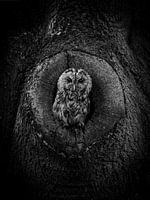 Hibou de la forêt B&W