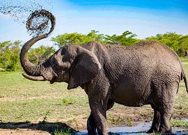 Elephant spraying mud by Truckpowerr