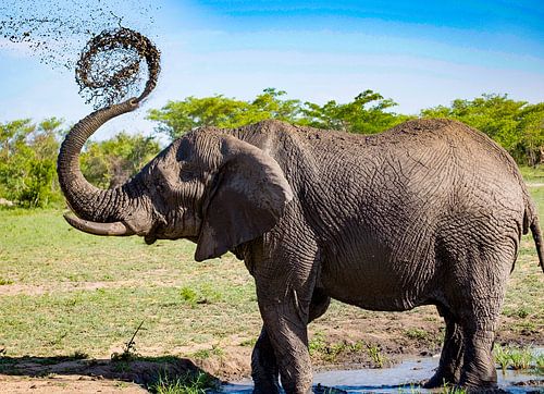 Olifant spuit modder