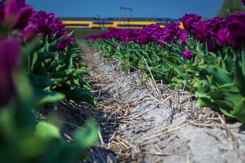 Tulpen met trein (Holland) by ErikJan Braakman
