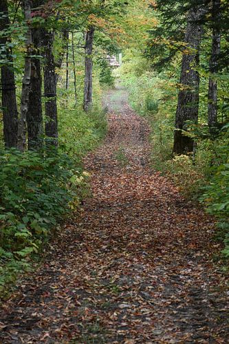Een esdoornbospad in de herfst