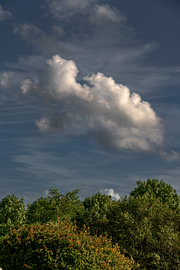 Wolk