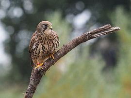 Birds of prey the Kestrel by Loek Lobel