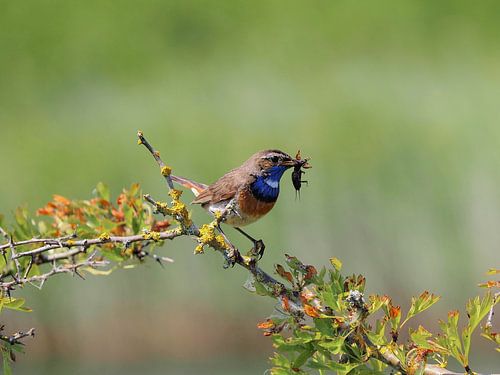 De blauwborst, kleurrijk en uitbundig!