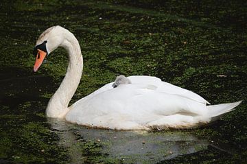 Zwaan met slapend babyzwaantje op de rug