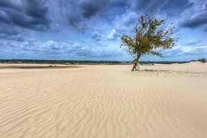 Arbre solitaire dans le Loonse en Drunense Duinen