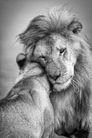 Afrikaanse liefde!