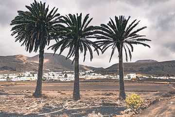 Drie palmbomen op een rij | Landschap | Reisfotografie van Daan Duvillier | Dsquared Photography