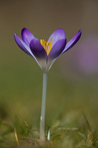 Krokus
