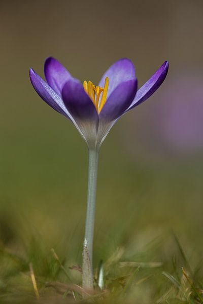 Crocus by Anneliese Grünwald-Märkl