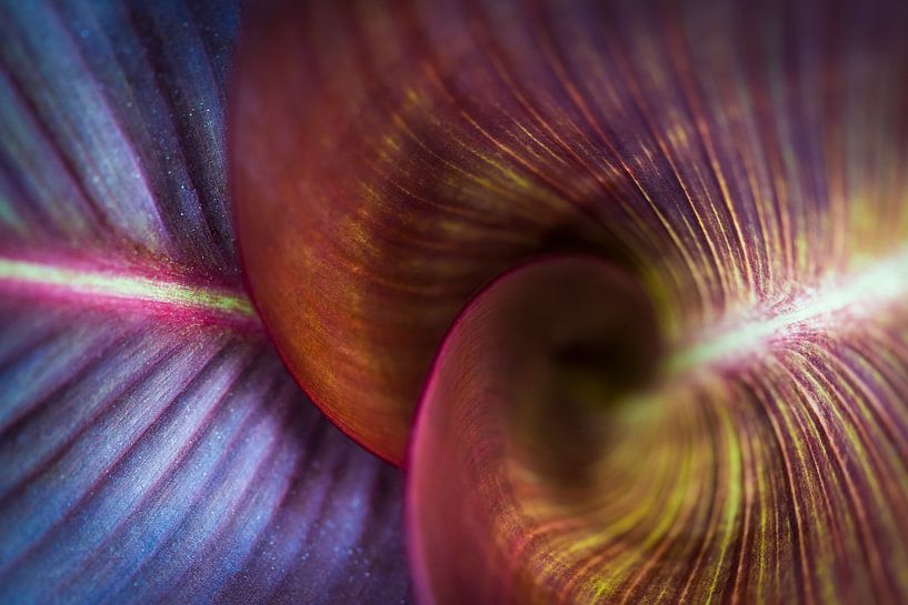 Colourfull leaves by Rob van der Wal