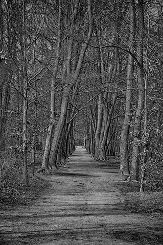 Zwart wit foto van een bos by Elbertsen Fotografie