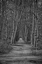 Zwart wit foto van een bos von Elbertsen Fotografie Miniaturansicht