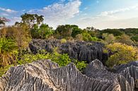 Petit Tsingy Madagaskar van Dennis van de Water thumbnail