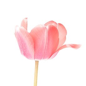 Tulipe sur fond blanc n° 4 sur Agnes Jaworska