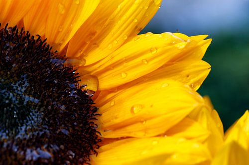 Sonnenblumen in voller Farbe mit Regentropfen