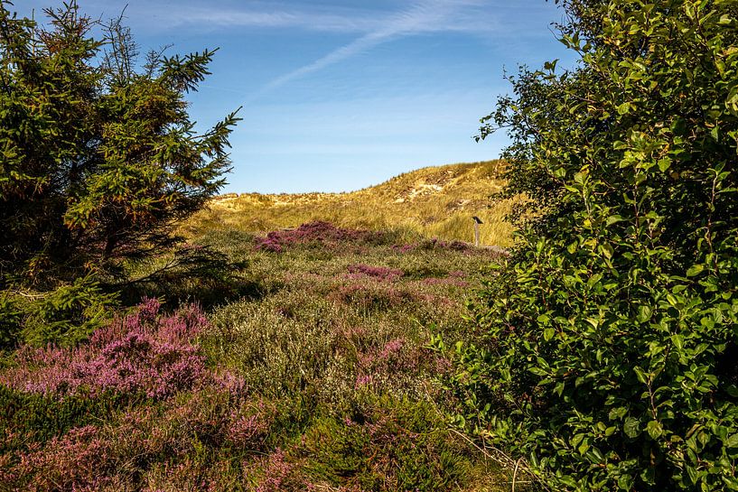 Vue sur la lande d'Amrum par Alexander Wolff