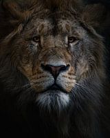 Lion in the wild