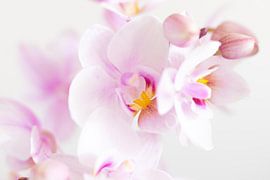 So strong and yet so soft by Monique van Helden