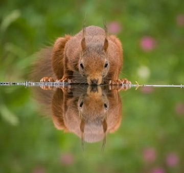 Drinking squirrel by Ingrid Ronde