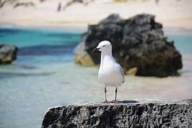 Es will wirklich etwas von Frank's Awesome Travels