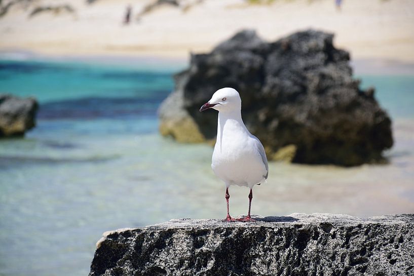 It really wants something by Frank's Awesome Travels