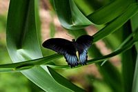 Symphony in Black and green