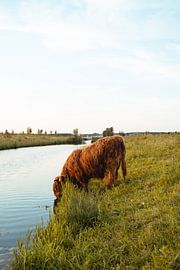Scottish Highlander by Eva Ruiten