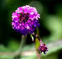 Verbena, blooming in the sun