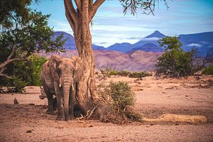Namibië Damaraland woestijnolifant van Jean Claude Castor