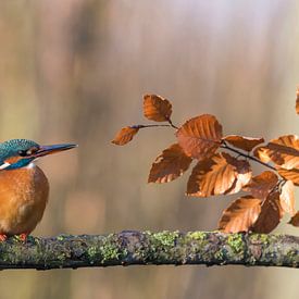 Kingfisher in autumn by Ans Bastiaanssen