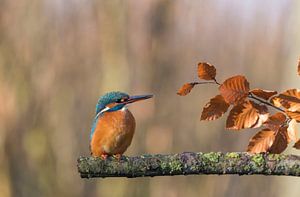 Eisvogel im Herbst